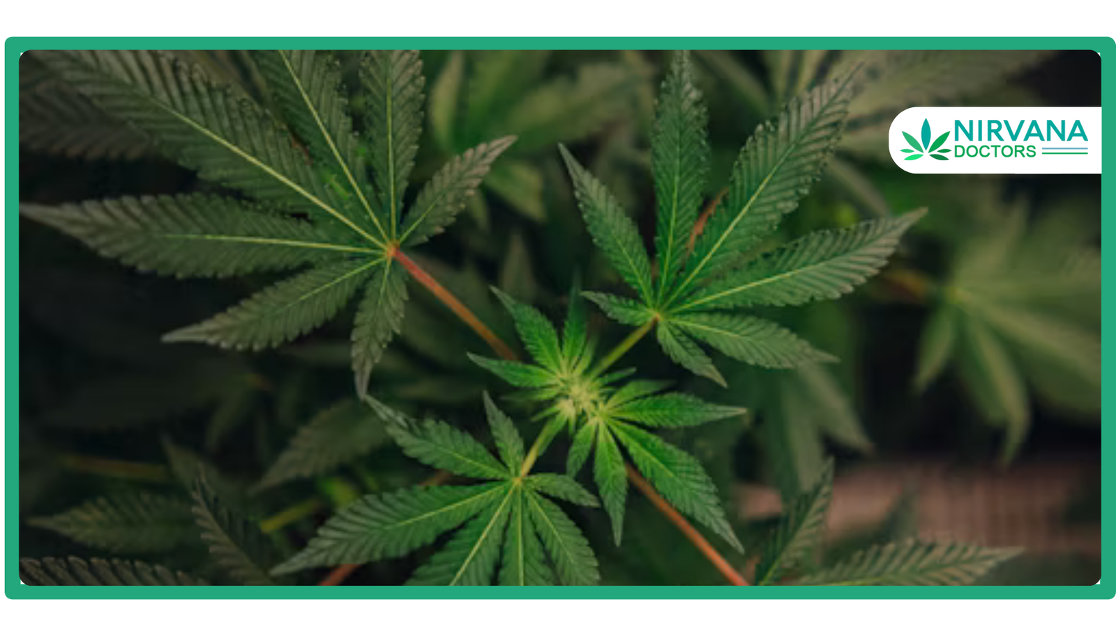 The complete guide to cannabis in Mesa, AZ