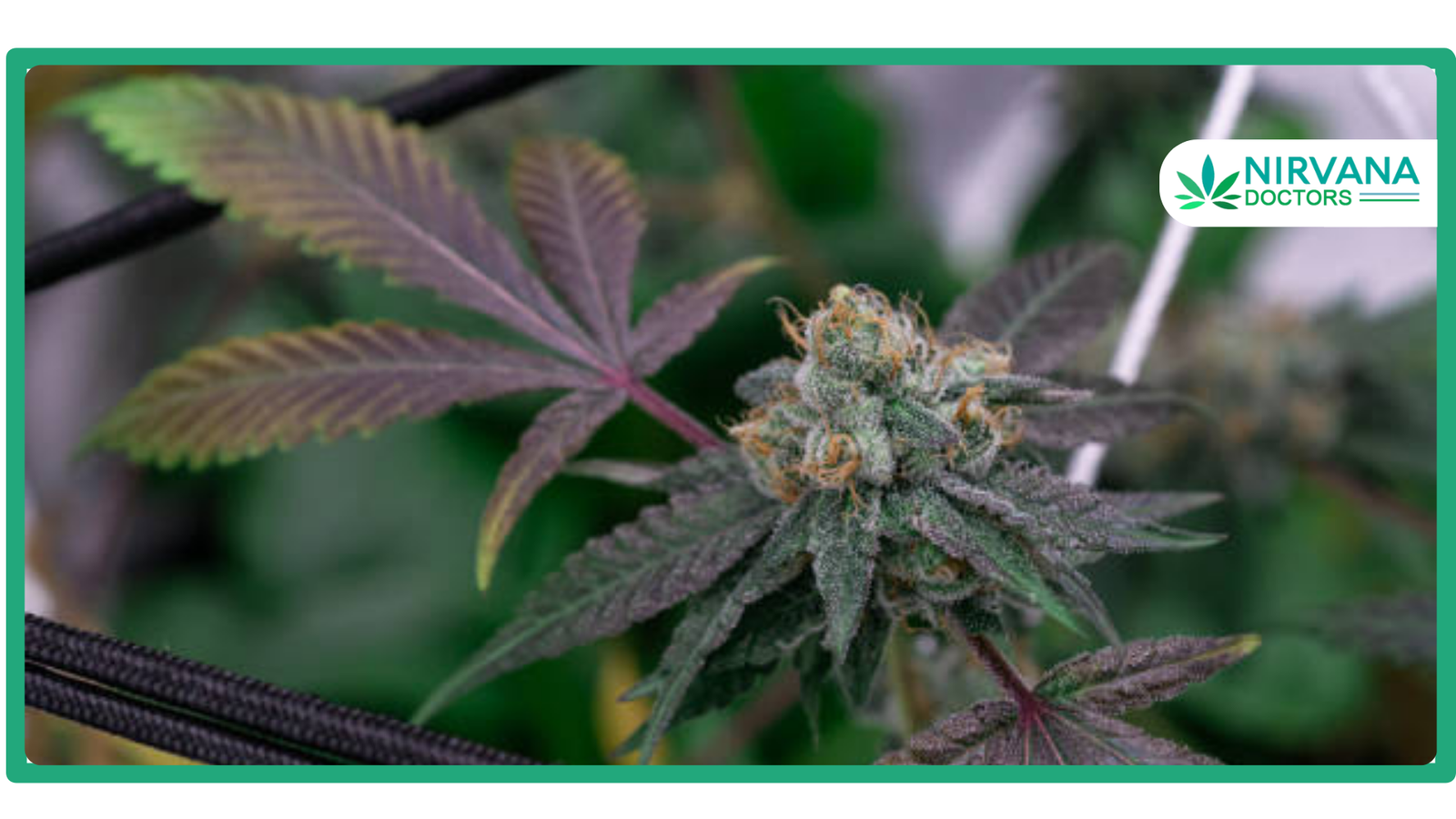 The complete guide to cannabis in Fayetteville, AR