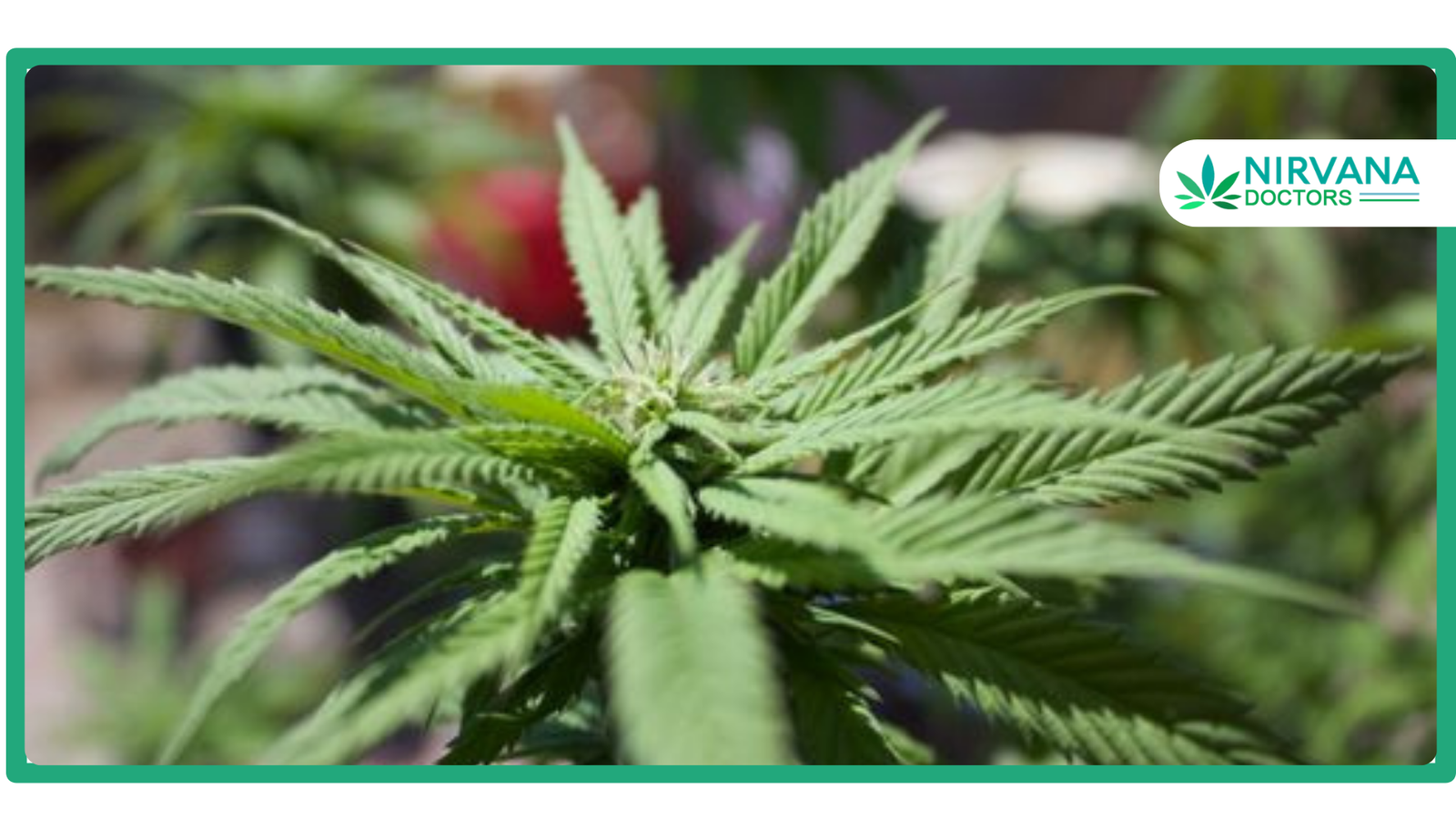 The complete guide to cannabis in Great Falls, MT